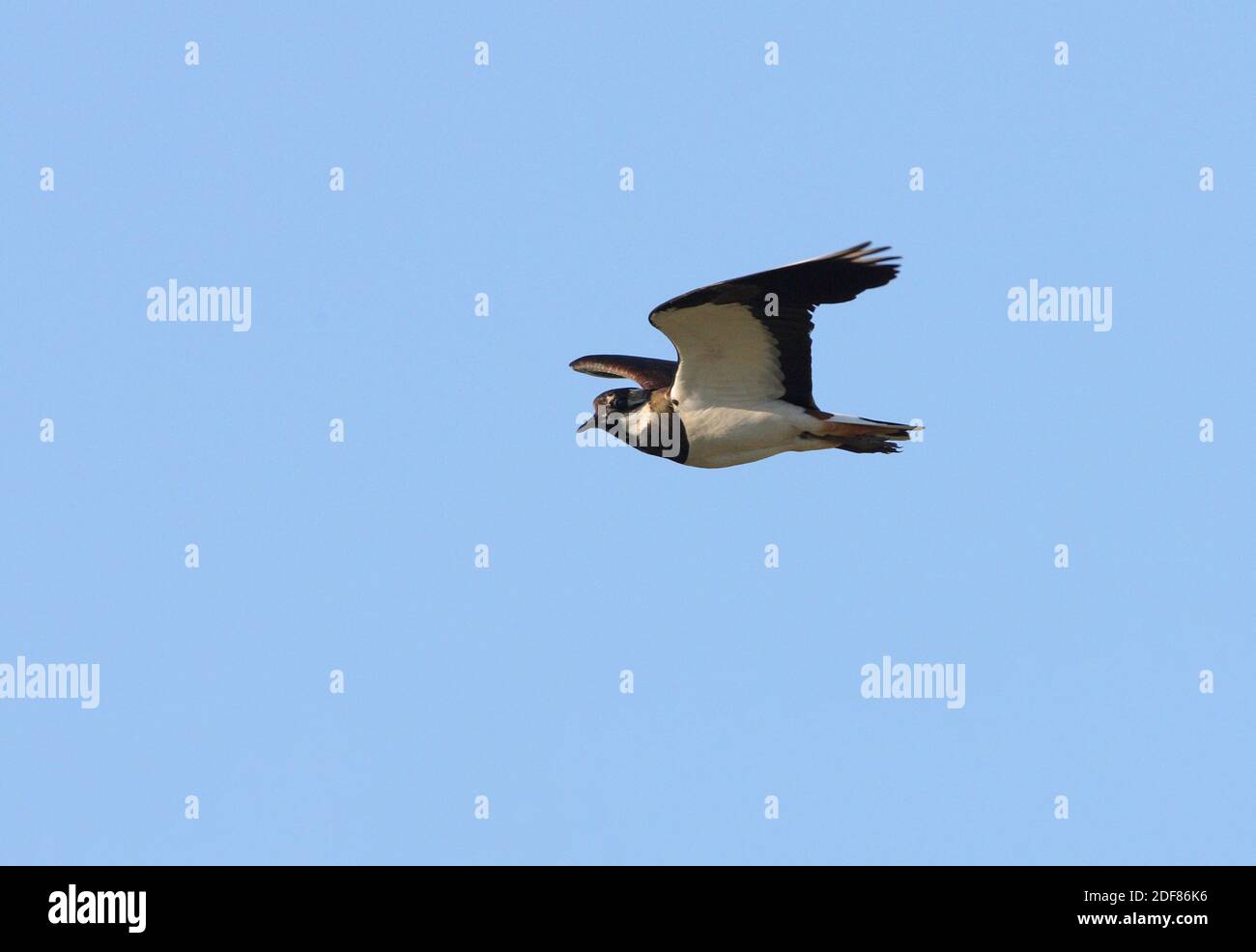 Nördlicher Lapwing (Vanellus vanellus) Erwachsener im Flug Lake Alakol, Kasachstan Juni Stockfoto