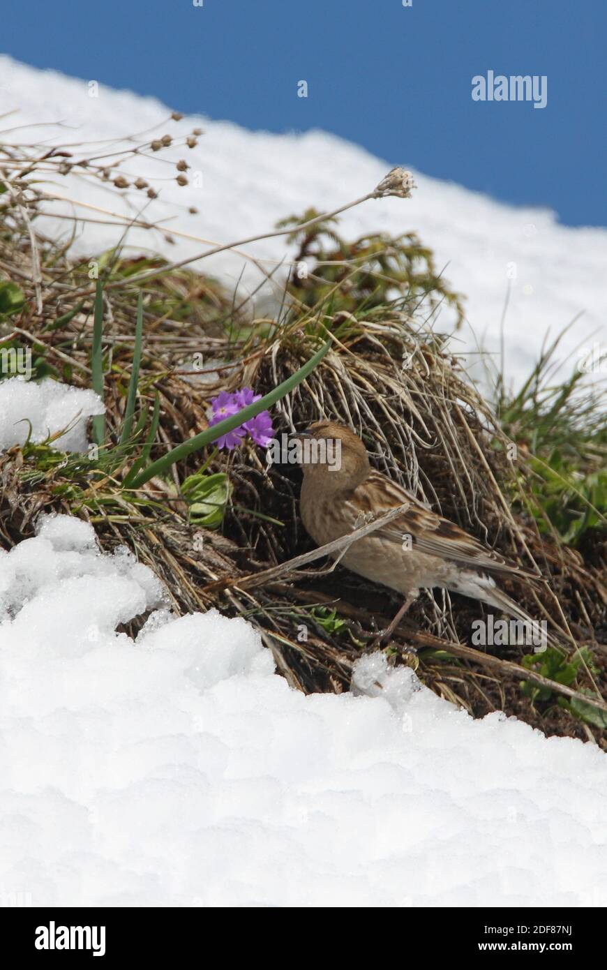Flachfink (Leucosticte nemoricola altaica) Erwachsene Fütterung im Schnee Linie Ili-Alatau NP, Kasachstan Mai Stockfoto