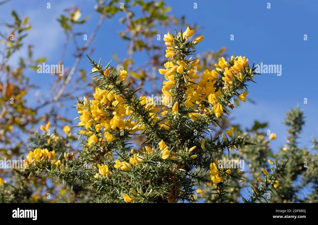 Gorse, Furze oder Whin Pflanze mit leuchtend gelben Blüten. Ulex europaeus Zweig mit Blättern, die zu grünen Dornen modifiziert wurden. Immergrüner Strauch. Stockfoto