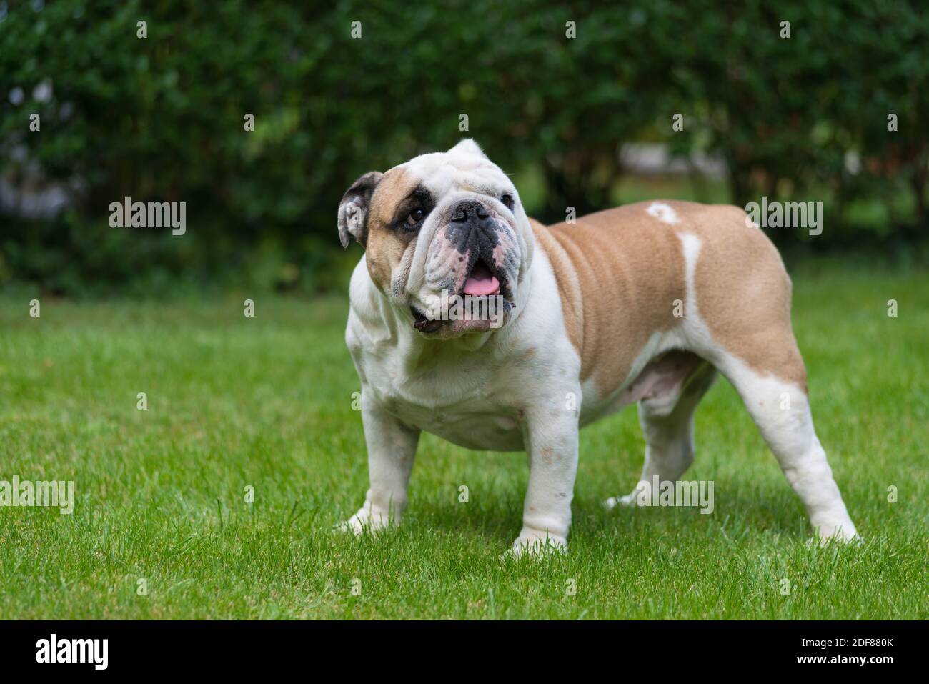 Reinrassige englische Bulldogge auf grünem Rasen. Junger Hund, der auf grünem Gras steht und auf die Kamera schaut. Speicherplatz kopieren. Laub von Hecken im Hintergrund. Stockfoto