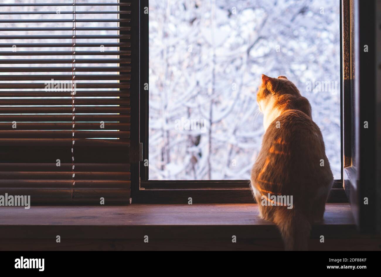 Katze sitzt auf der Fensterbank und schaut auf die Winterlandschaft Stockfoto