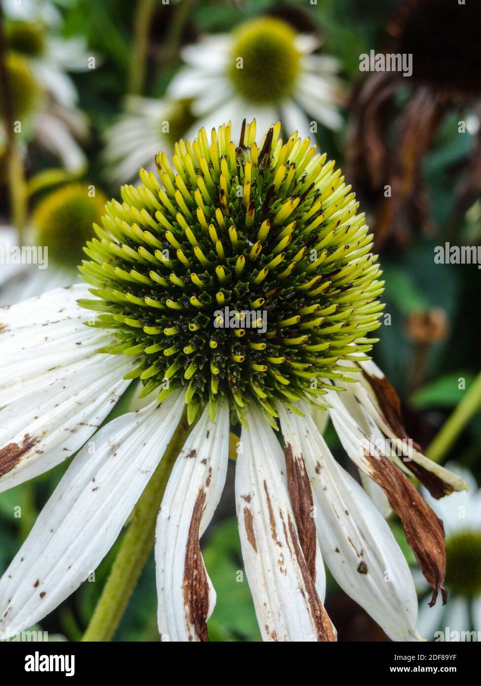 Nahaufnahme eines purpurnen Blütenkopfes (Echinacea) Stockfoto