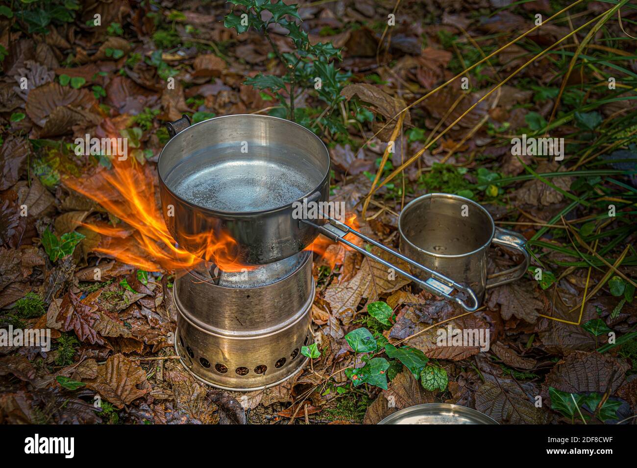 Tee machen im wilden Wald. Stockfoto