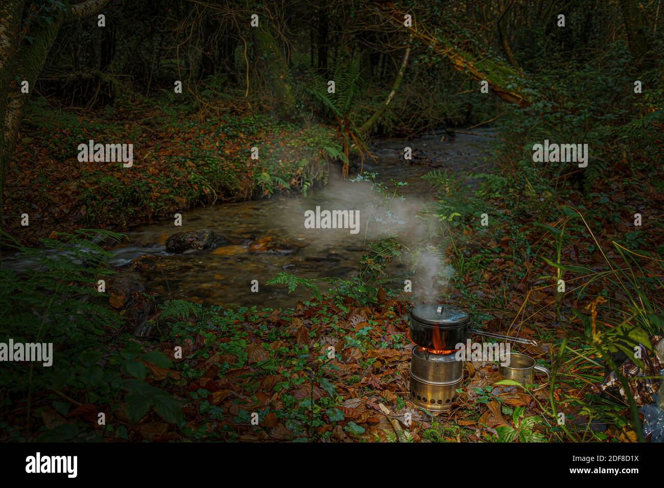Tee machen im wilden Wald. Stockfoto