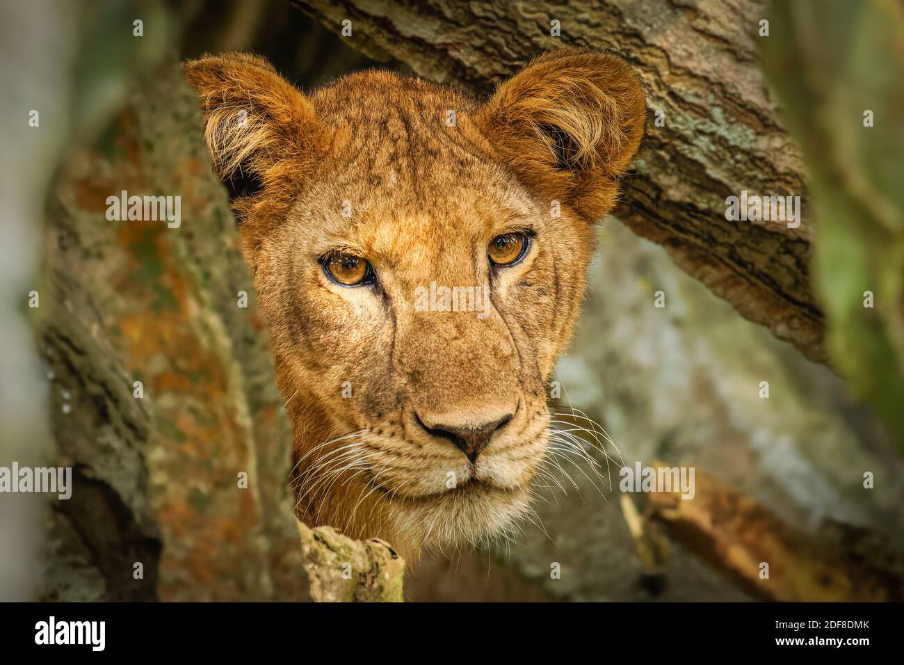 Baum kletternder Löwe in Ishasha, Queen Elizabeth National Park, Uganda. Stockfoto