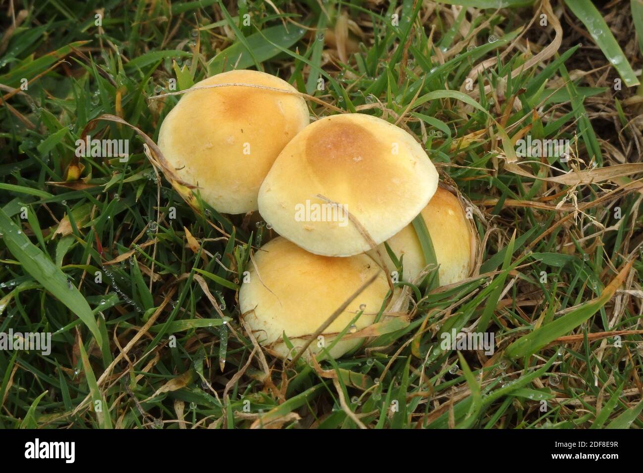 Schwefel- oder Schwefeltuft-Pilze ( Hypholoma fasciculare ) Fruchtkörper oder Körper ( Pilze ) UK im September Stockfoto