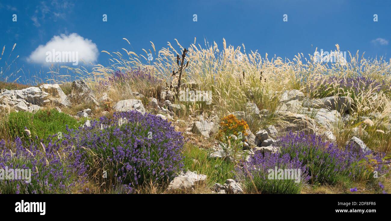 Blauer Lavendel, orangefarbene Blüten, grüne und trockene Gräser mit klarem blauen Himmel in der provence im Sommer Stockfoto