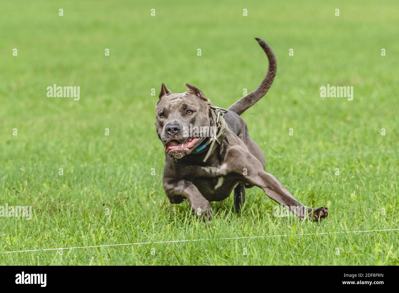 American Pit Bull Terrier läuft auf dem Feld Stockfoto