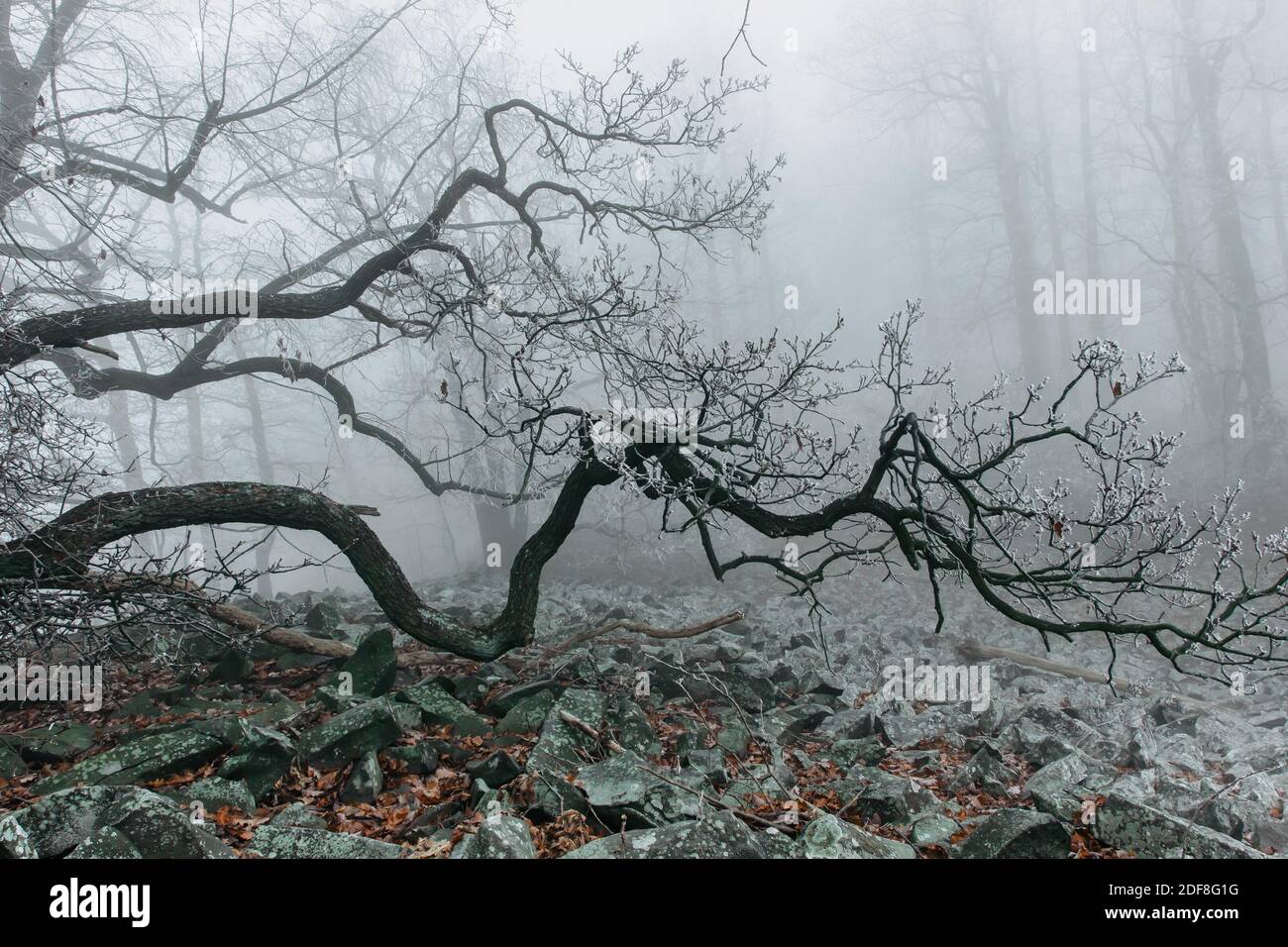Magische alte Bäume im Nebel.erstaunlich nebligen Wald.Fantasy-Landschaft mit neblig Wald, Morgenfrost.Märchenwald im Herbst.Herbstwald.Verzauberter Baum Stockfoto