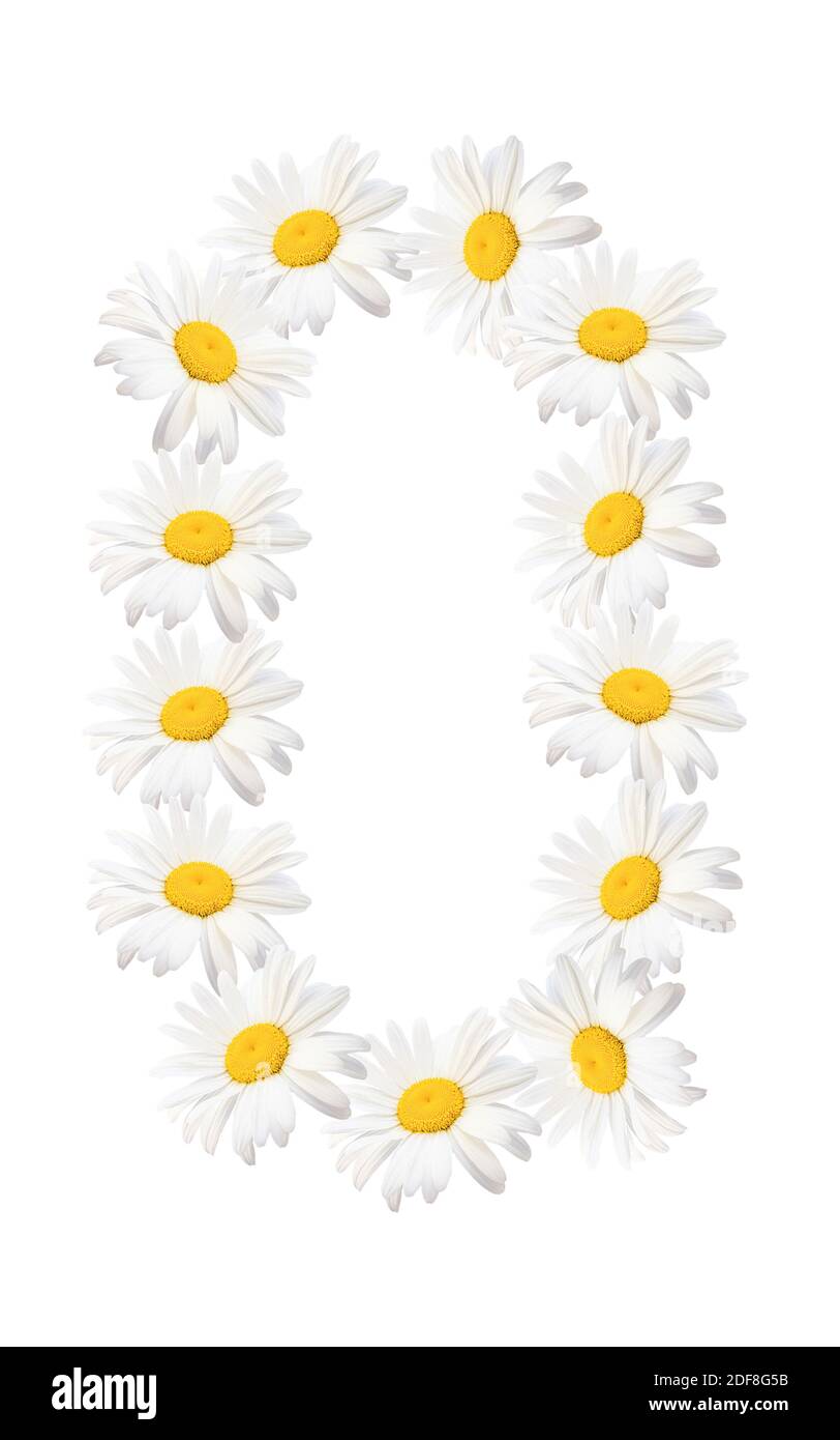 Zahl Null mit weißen Gänseblümchen. Sommer- oder Frühlingszahlen auf dem Kalender. Stockfoto