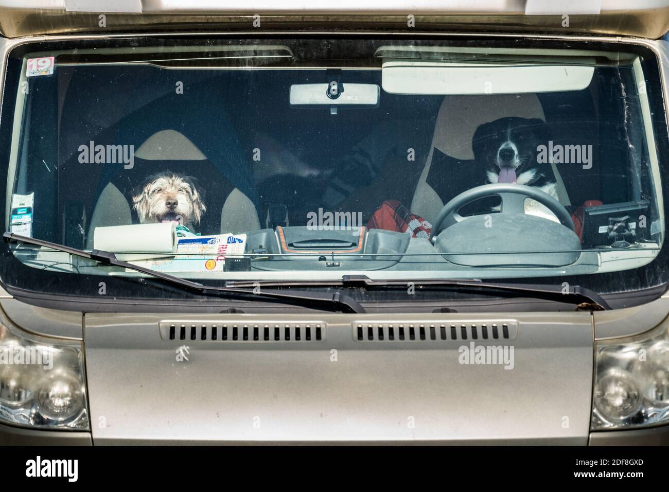 Hunde im Campingwagen, Frankreich, Provence, Europa. Stockfoto