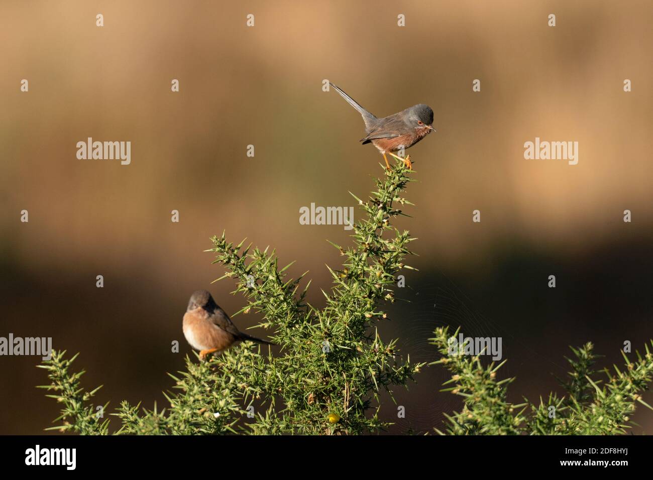 Paar Dartford Warblers-Sylvia undata Barches auf gemeinsamen Gorse-Ulex. Herbst Stockfoto