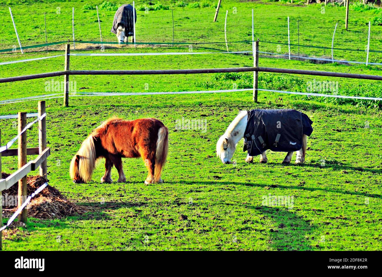 Pferde grasen auf dem Feld. Pferde Fütterung im ländlichen England. Schwarze und weiße Pferde in schöner Landschaft. Gruppe domestizierter Tiere auf einer Wiese. Stockfoto