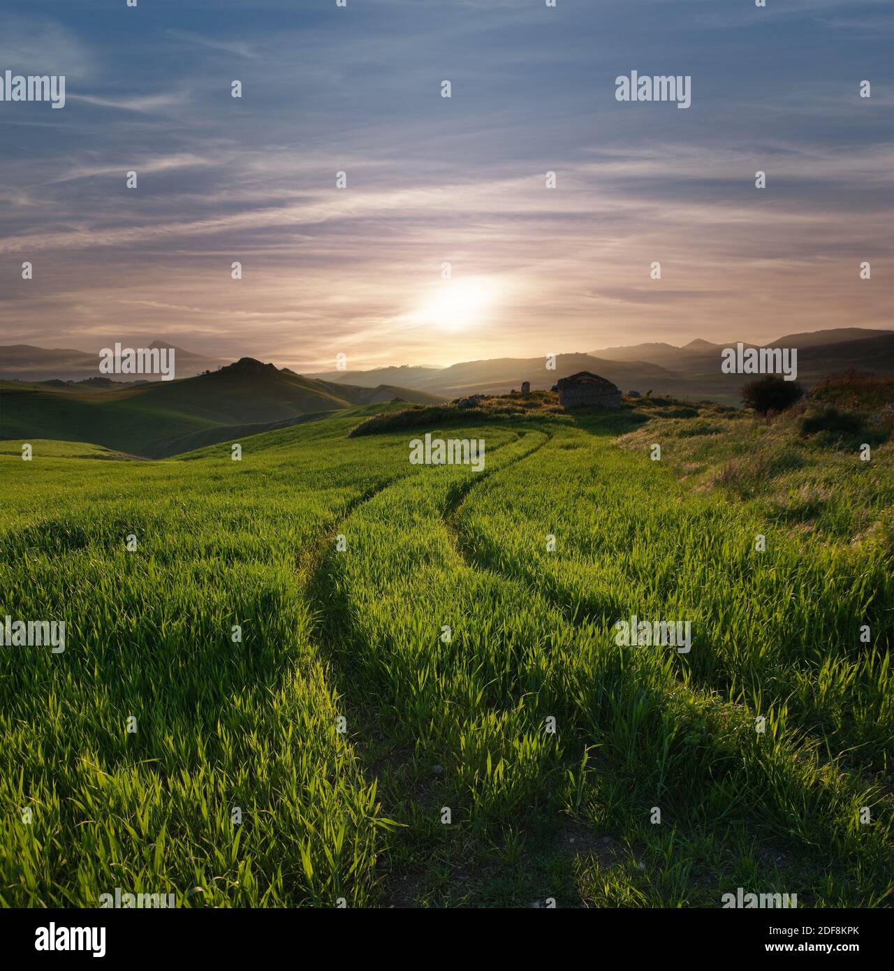 Gewundene Wege durch ein Feld mit grünem Gras gegen Zirrus Wolken des Himmels bei Sonnenuntergang Stockfoto