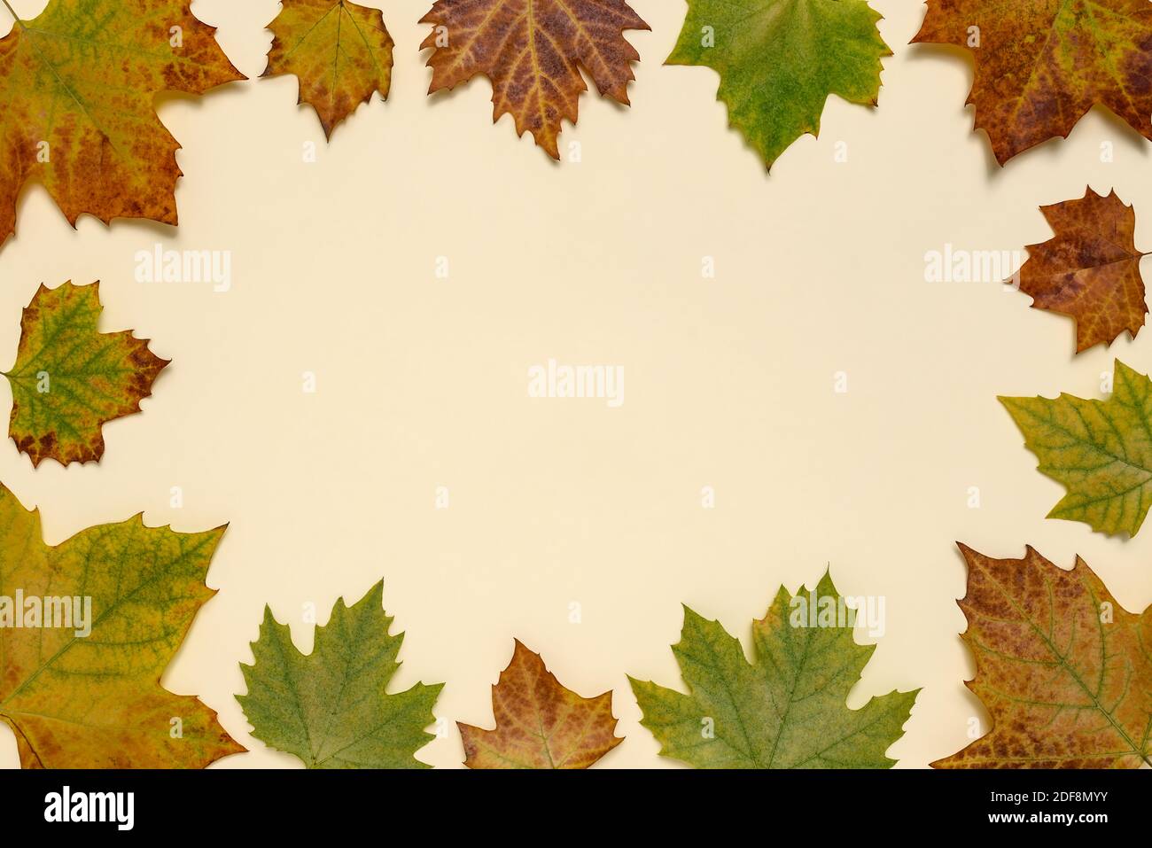 Minimal Herbst Komposition Hintergrund von bunten Ahorn fallen Blätter mit Kopierer Platz für Text. Herbstkonzept. Stockfoto