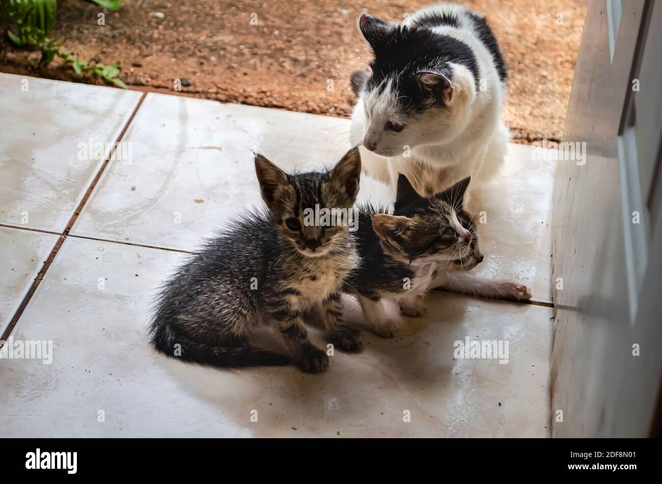 Tabbies Und Ägäische Katzen Zusammen Stockfoto