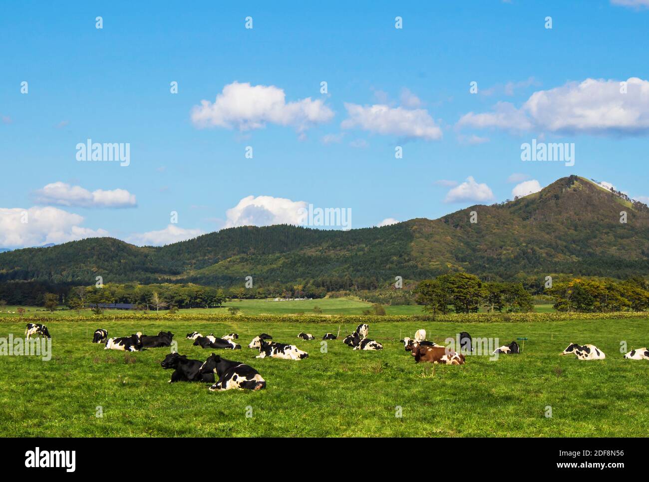 Eine Herde Kühe sitzen und entspannen auf einem sonnigen Weide Stockfoto