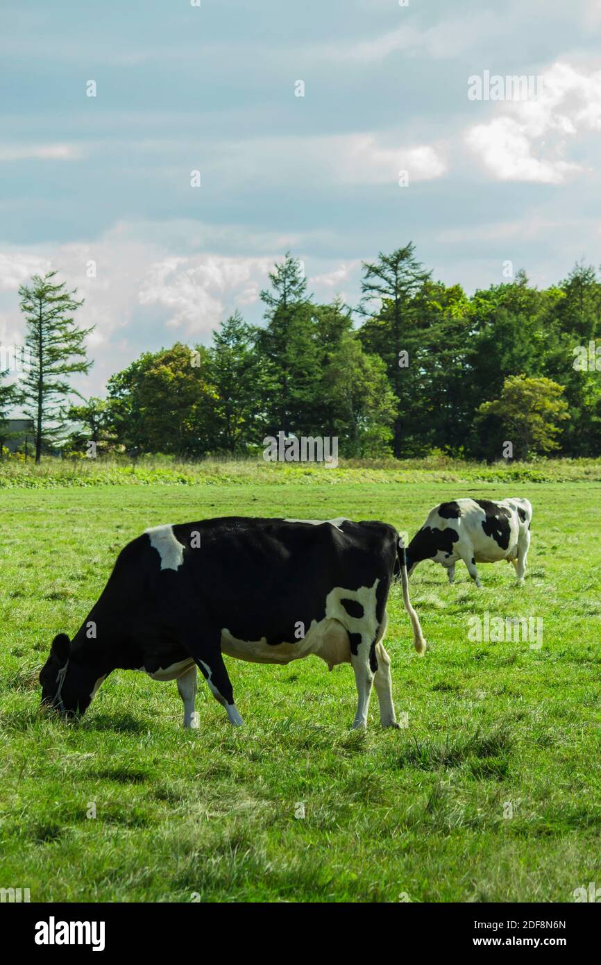 Kühe fressen Gras auf sonnigen Weiden Stockfoto