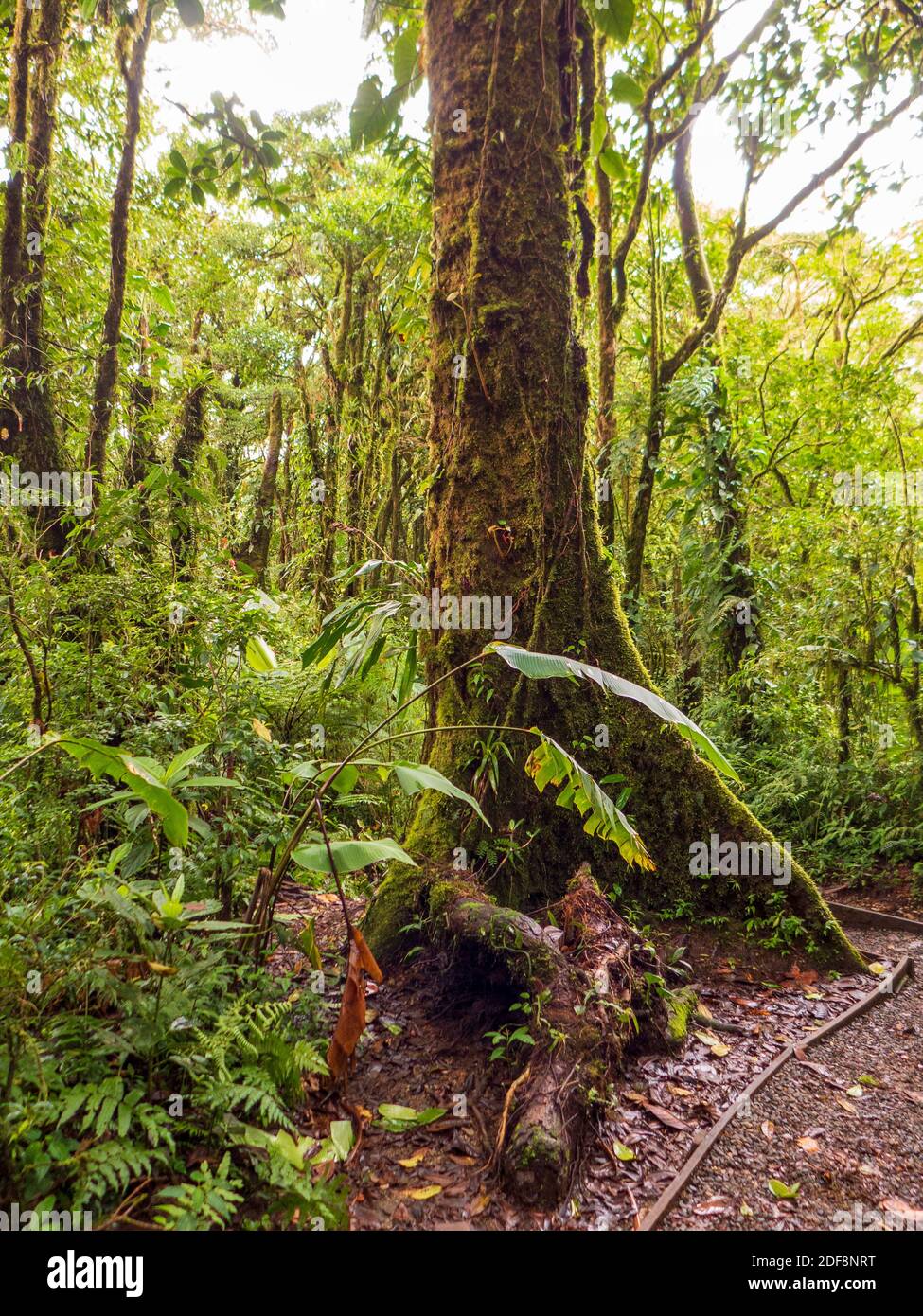Wanderung durch den Regenwald in Costa Rica. Die Bäume streben gegen das Licht und sind sehr groß geworden. Epiphyten überwachsen jeden Baum. Stockfoto