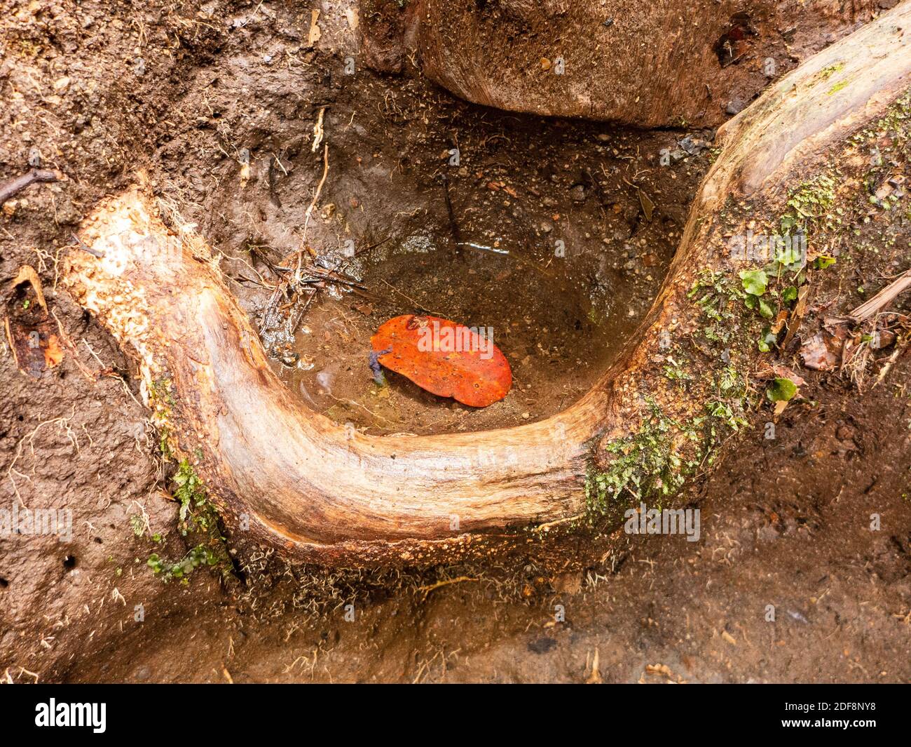 Impressionen aus dem Regenwald Costa Ricas besonders aus dem Nebelwald von Santa Elena. Stockfoto