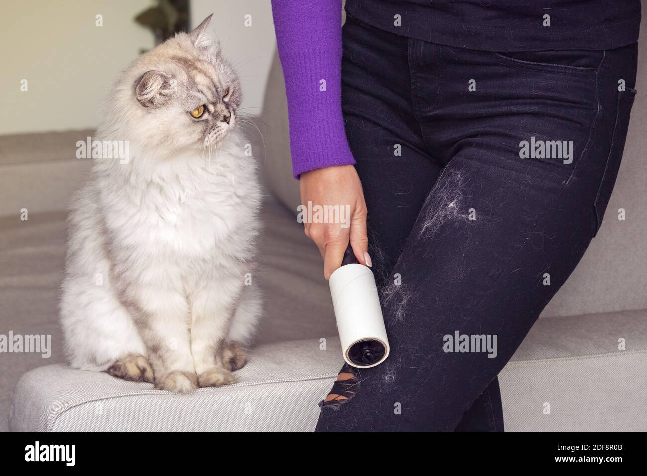 Frau, die schwarze Jeans mit Kleiderrolle, Flusenrolle oder Haarentfernungsrolle putzt. Katzen Haare auf Kleidung. Reinigung von Haaren von Haustieren Stockfotografie
