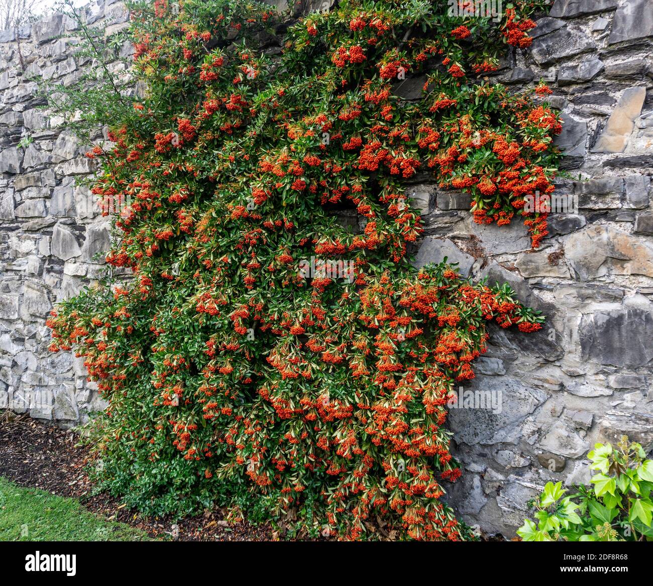 Pyramicantha coccinea, die leuchtend roten Beeren von Pyramicantha coccinea Scharlachrote Firethorn hier trainiert, um auf einer Backstein, alte Wand wachsen. Stockfoto