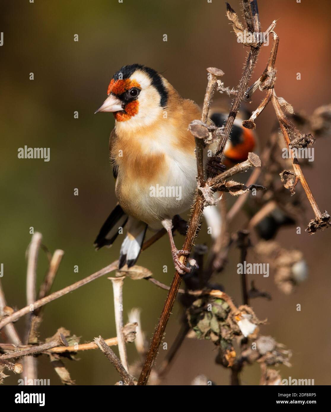 Adulter Goldfink, der sich auf einem Samenkopf ernährt Stockfoto