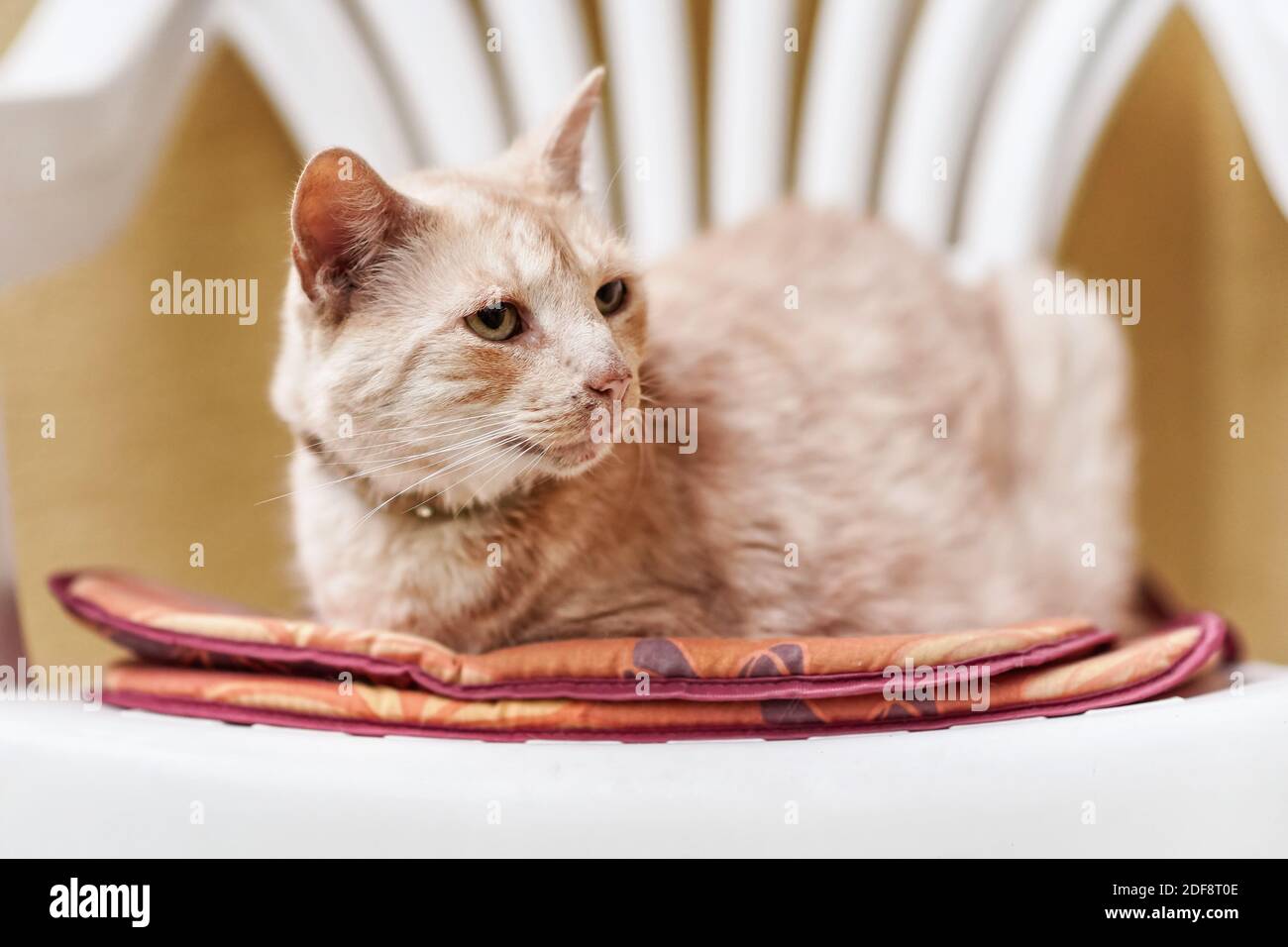 Schläfrige beige Katze sitzt auf weißem Plastikstuhl Stockfoto