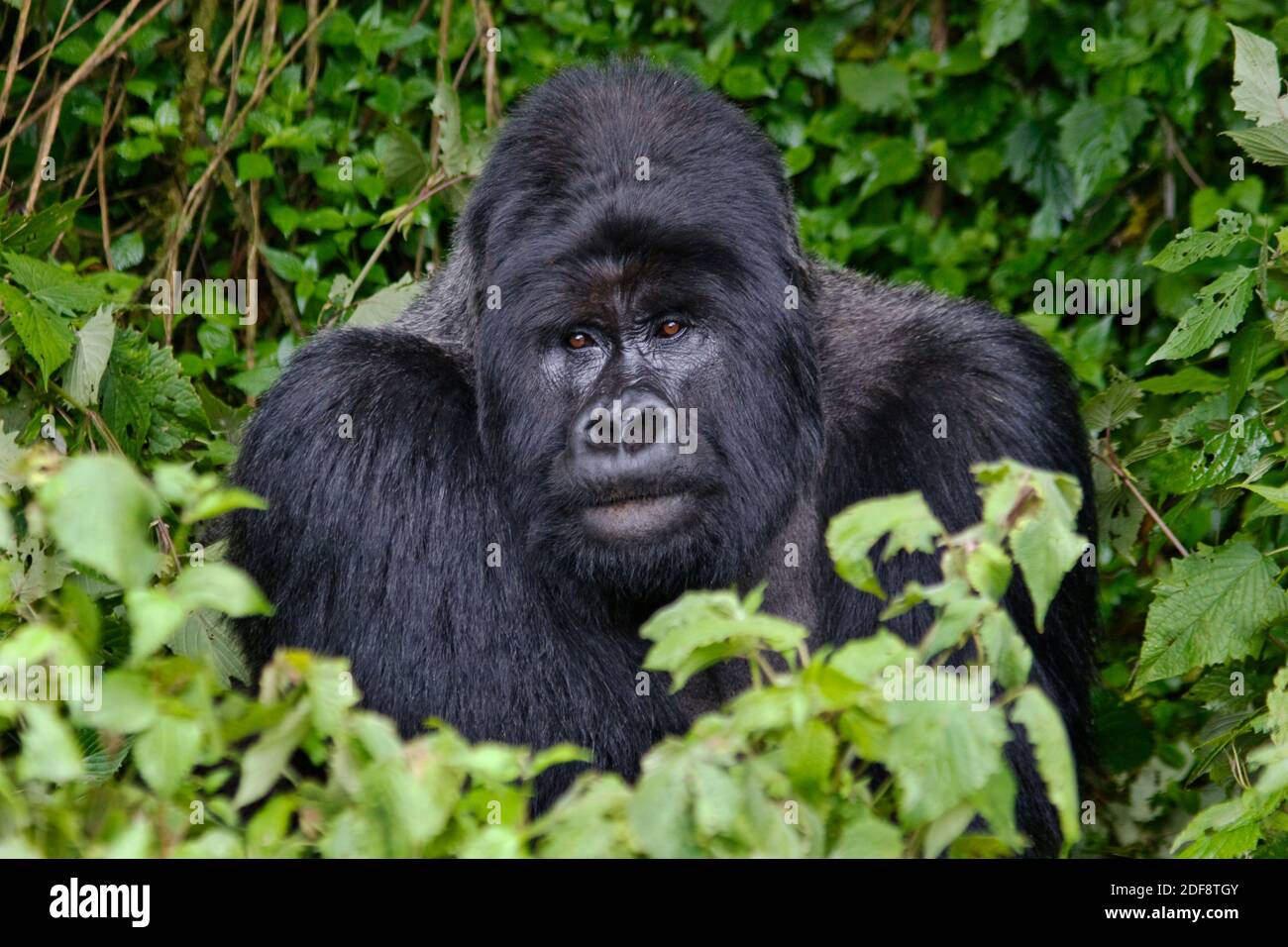 GORUNDHA, der SABYINYO GROUP, ist die größte Alpha Male Silber zurück in VOLCANOES NATIONAL PARK - RUANDA Stockfoto