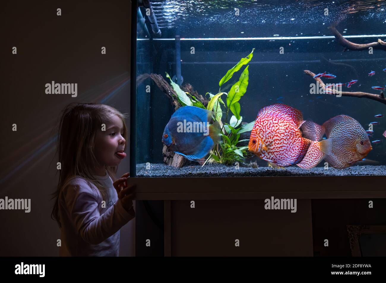 2-3-jähriges Kind, das Fische beim Schwimmen im großen Aquarium beobachtet. Stockfoto