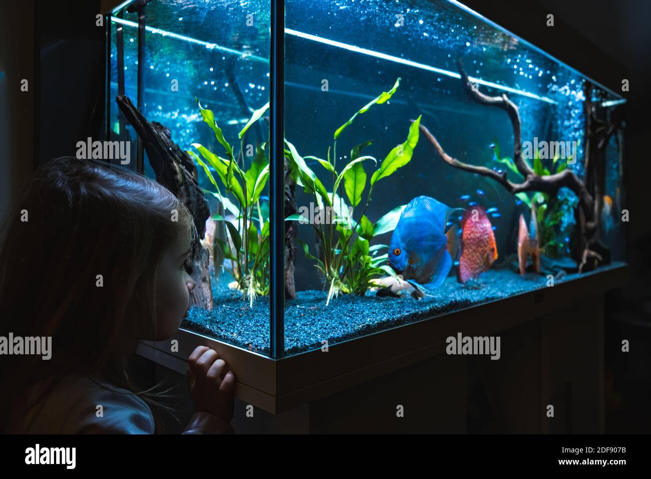 2-3-jähriges Kind, das Fische beim Schwimmen im großen Aquarium beobachtet. Stockfoto