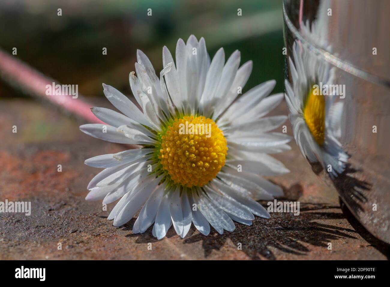 Frisch gepflückte Gänseblümchen auf einer Parkbank platziert und reflektiert In einer glänzenden Getränkeflasche Stockfoto