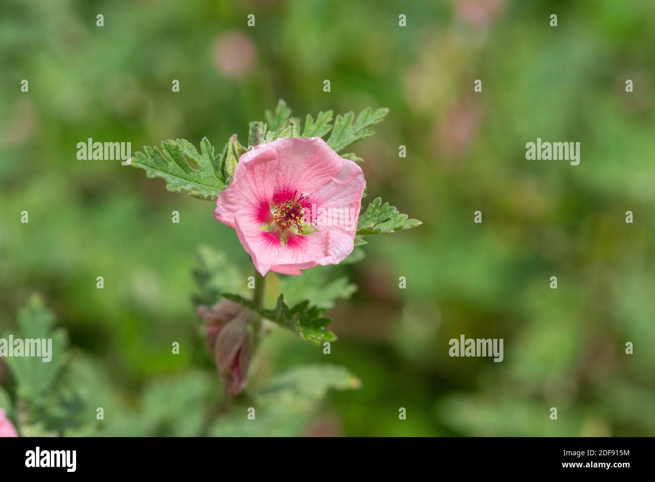 Nahaufnahme einer Munros Globemalow (sphaeralcea munroana) Blume in Blüte Stockfoto