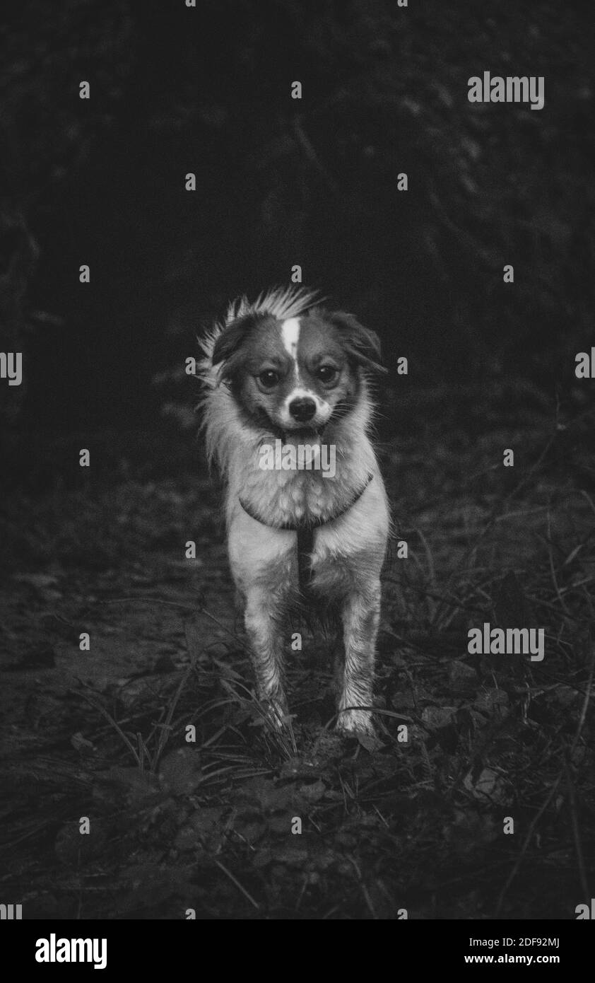 Schwarz-Weiß-Foto des Hundes im Wald Stockfoto