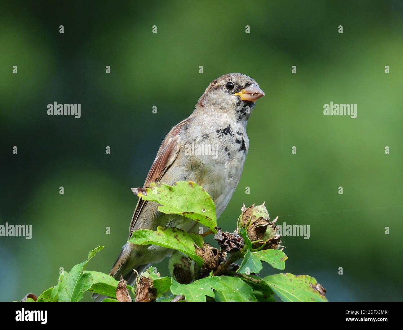Männlicher Haussparrow Vogel mit Blumenblüten Stockfoto
