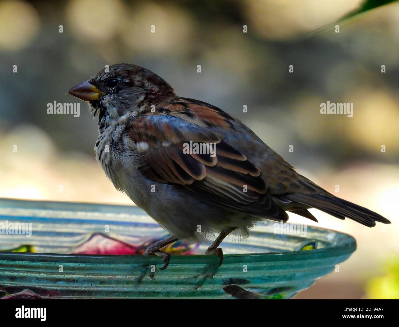 Haus Sparrow Vogel sitzt auf dem Rand eines Vogels Badewanne in der Nahaufnahme der Profilansicht Stockfoto