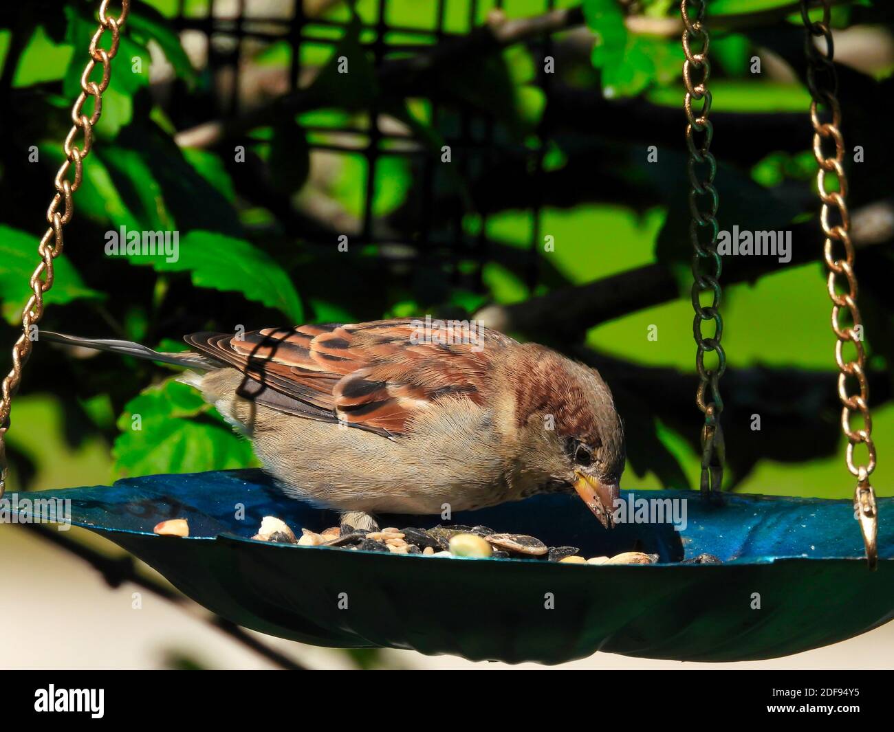 Haus Sperling Vogel sitzt in einer Plattform Vogelfutterhäuschen Essen Vogelsaat an einem Sommertag mit grünem Laub Hintergrund Stockfoto