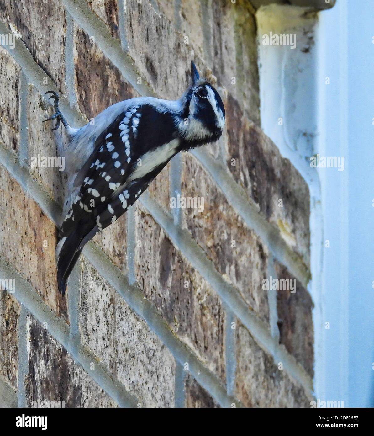 Flauschspecht Vogel hängt an der Seite eines Ziegels Gebäude Stockfoto