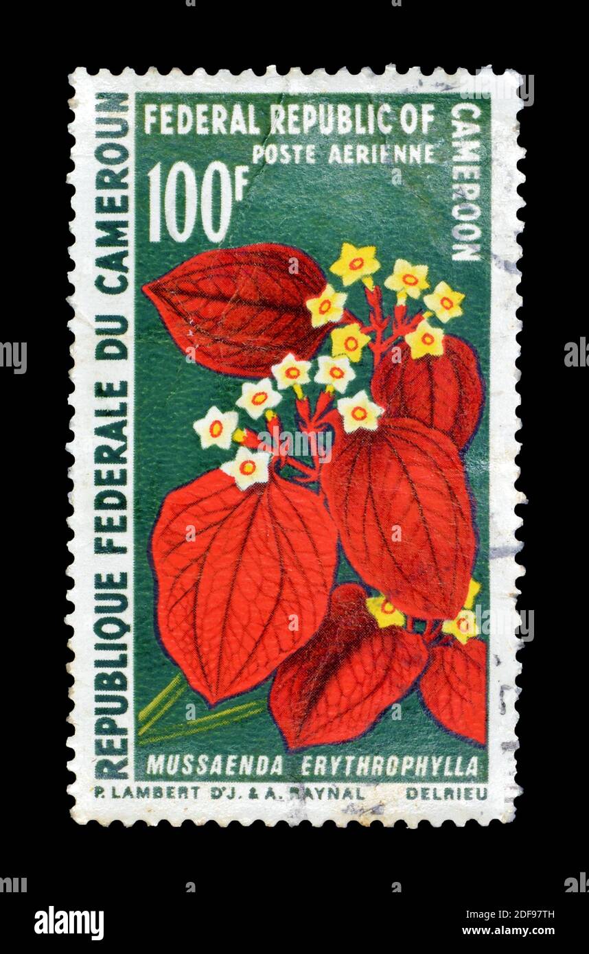 Abgesagte Briefmarke gedruckt von Kamerun, die Mussaenda erythrophylla Blume allgemein bekannt als Ashanti Blut, um 1970 zeigt. Stockfoto