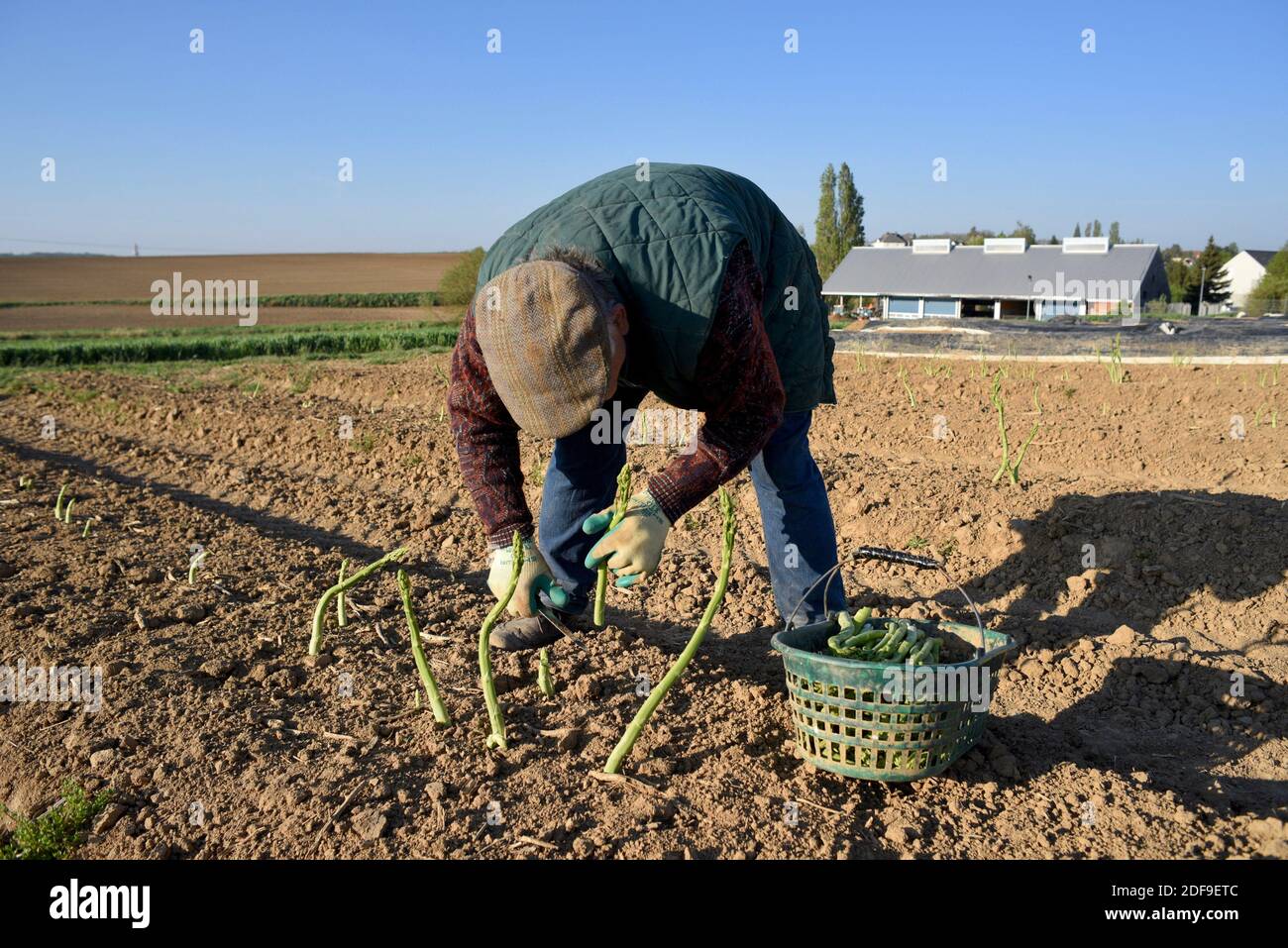 Trotz des Mangels an Arbeitern aufgrund des Coronavirus hat die Ernte von weißem und grünem Spargel am 20. April 2020 in Pfulgriesheim im Elsass im Nordosten Frankreichs begonnen. Der Hof baut Spargel an und bietet ihn in seinem Geschäft, das während der Erntezeit geöffnet ist, jeden Tag, je nach Anwesenheit der Besitzer, zum Verkauf an. Foto von Nicolas Roses/ABACAPRESS.COM Stockfoto