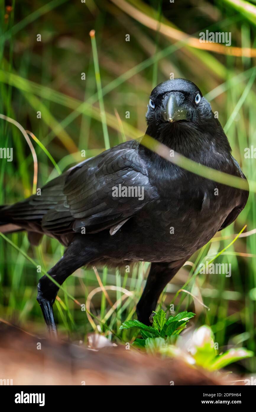 Zwei Torrseaian Crows (Corvus orru) auf dem Boden Fütterung von Vögeln Eier aus Nest gestohlen. Queensland Australien. Stockfoto