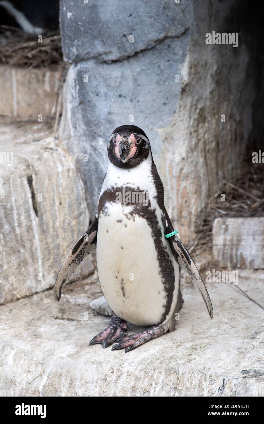 Pinguin im Zoo Vincennes, am 27. April 2018 in Vincennes bei Paris, Frankreich.Foto: David Niviere/ABACAPRESS.COM Stockfoto