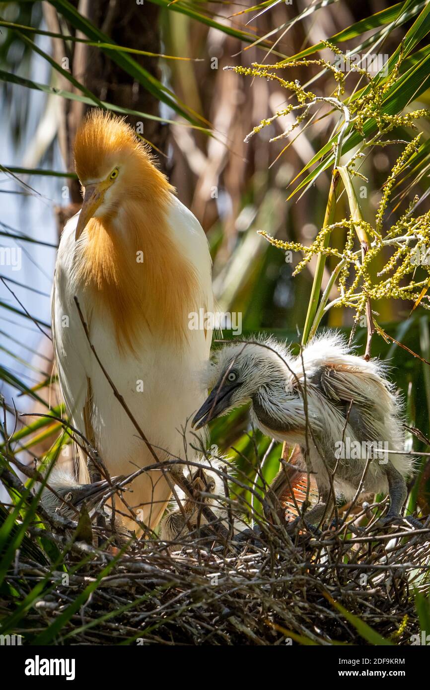 Kuhreiher (Bubulcus ibis) im Brutgefieder auf Nest mit Küken sitzend. Queensland Australien Stockfoto