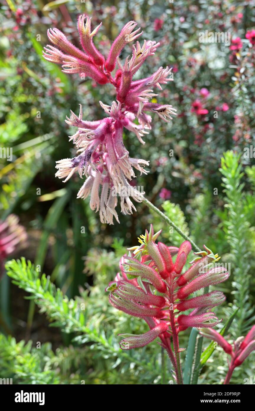 Farbenfrohe Blüten der Kangaroo Paw Pflanze. Das im Südwesten Australiens beheimatete Land hat seinen Weg in Gartenbeete auf der ganzen Welt gefunden. Stockfoto