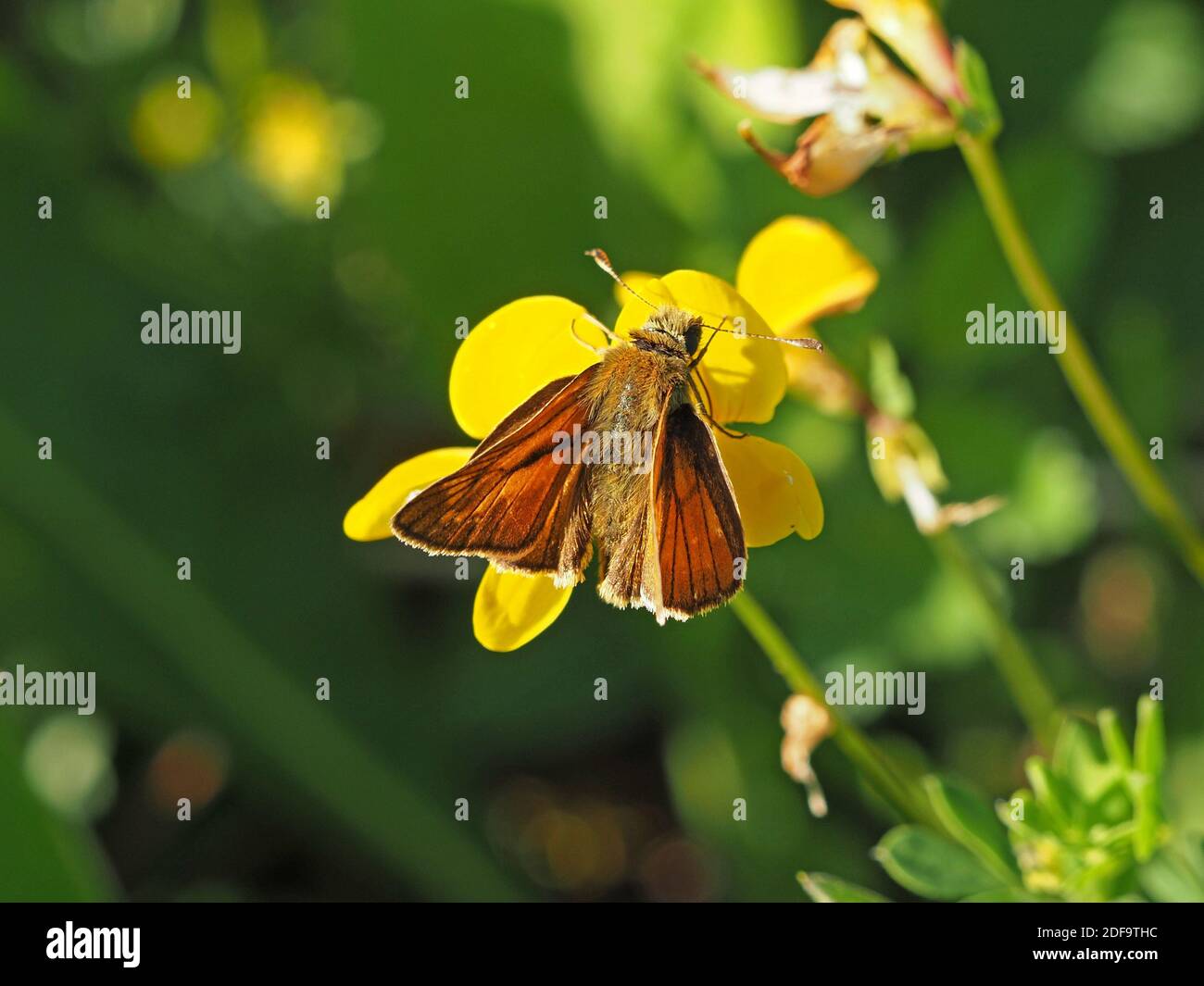 Männlicher großer Skipper-Schmetterling (Ochlodes venatus) mit dunkler Duftlinie auf Voraugen & Clubbed-Antenne, die auf gelber Blume in Cumbria, England, UK, füttert Stockfoto