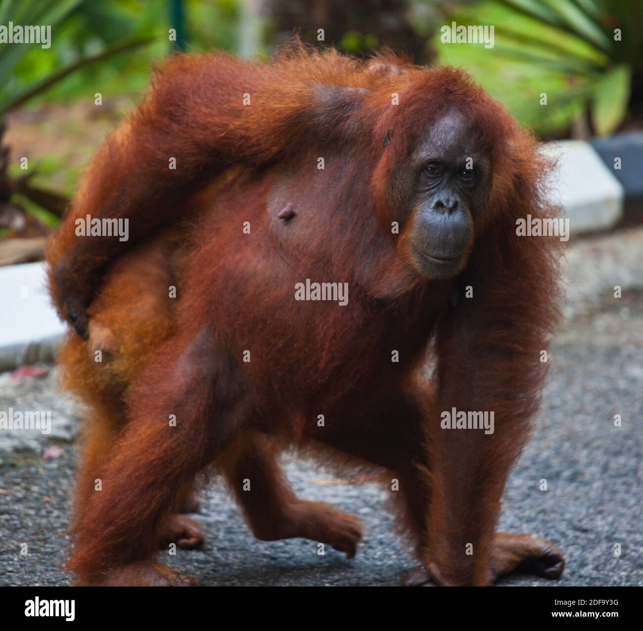 Eine Mutter und Baby Orang-Utan (Pongo Pygmaeus) an der SEMENGGOK Orang Utan REHABILITATION CENTER - KUCHING, SARAWAK, BORNEO Stockfoto