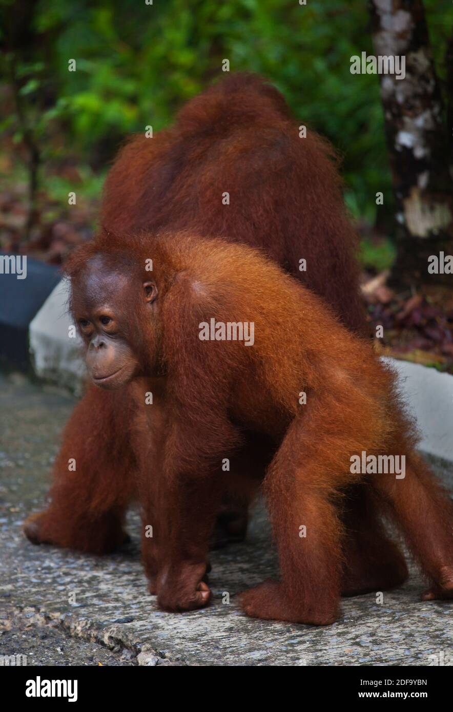 Eine Mutter und Baby Orang-Utan (Pongo Pygmaeus) an der SEMENGGOK Orang Utan REHABILITATION CENTER - KUCHING, SARAWAK, BORNEO Stockfoto