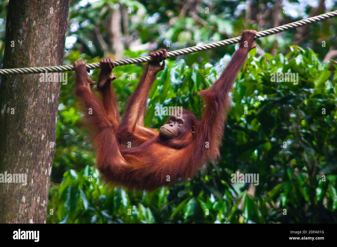 Ein ORANG-UTAN (Pongo pygmaeus) im Sepilok Orang-Utan Rehabilitationszentrum im Kabili Sepilok Wald bei Sandakan - MALAYSIA, BORNEO Stockfoto