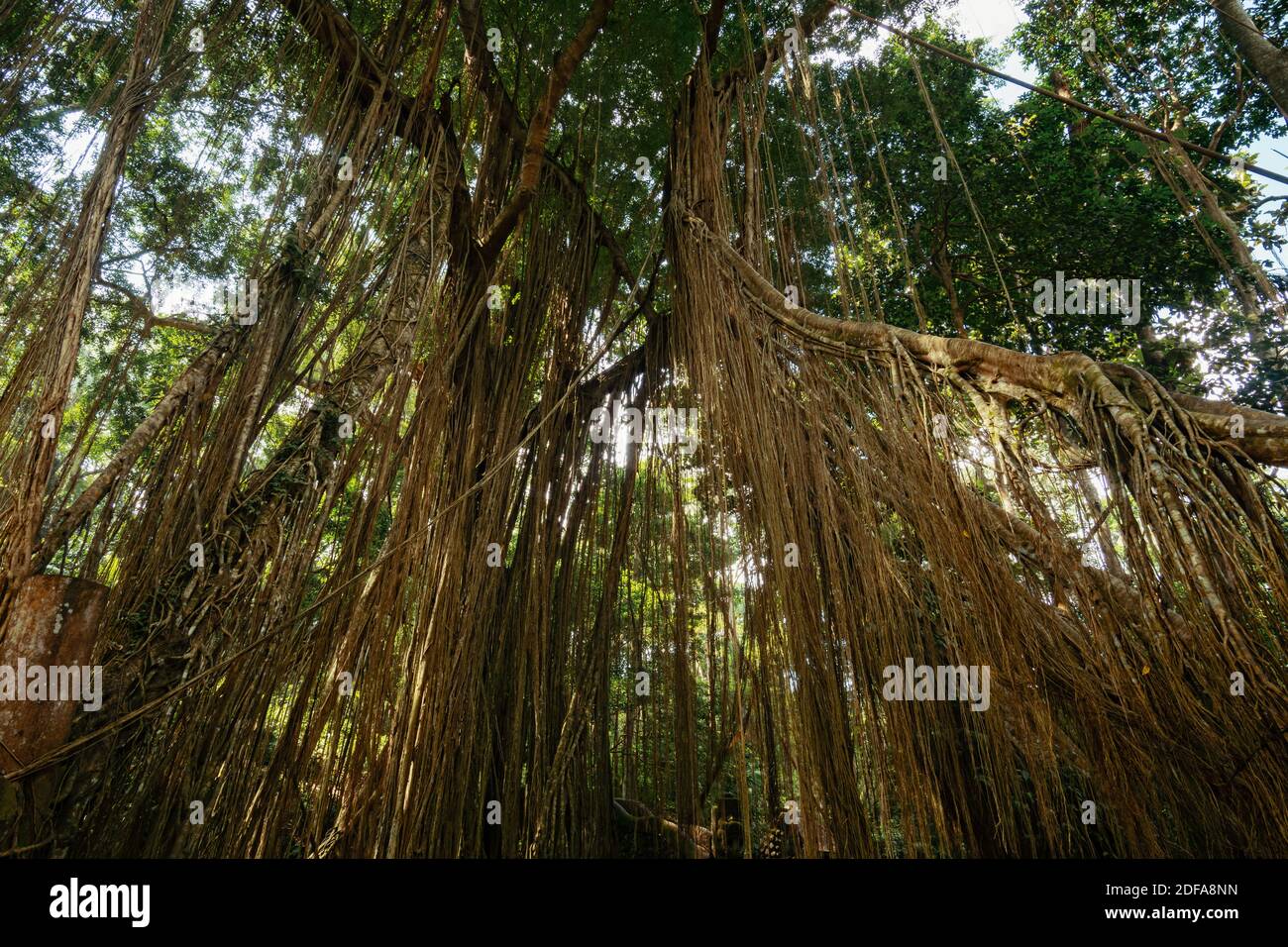 Bewachsene Reben und Lianen um Bäume im Sacred Monkey Forest Sanctuary, Ubud Bali. Stockfoto