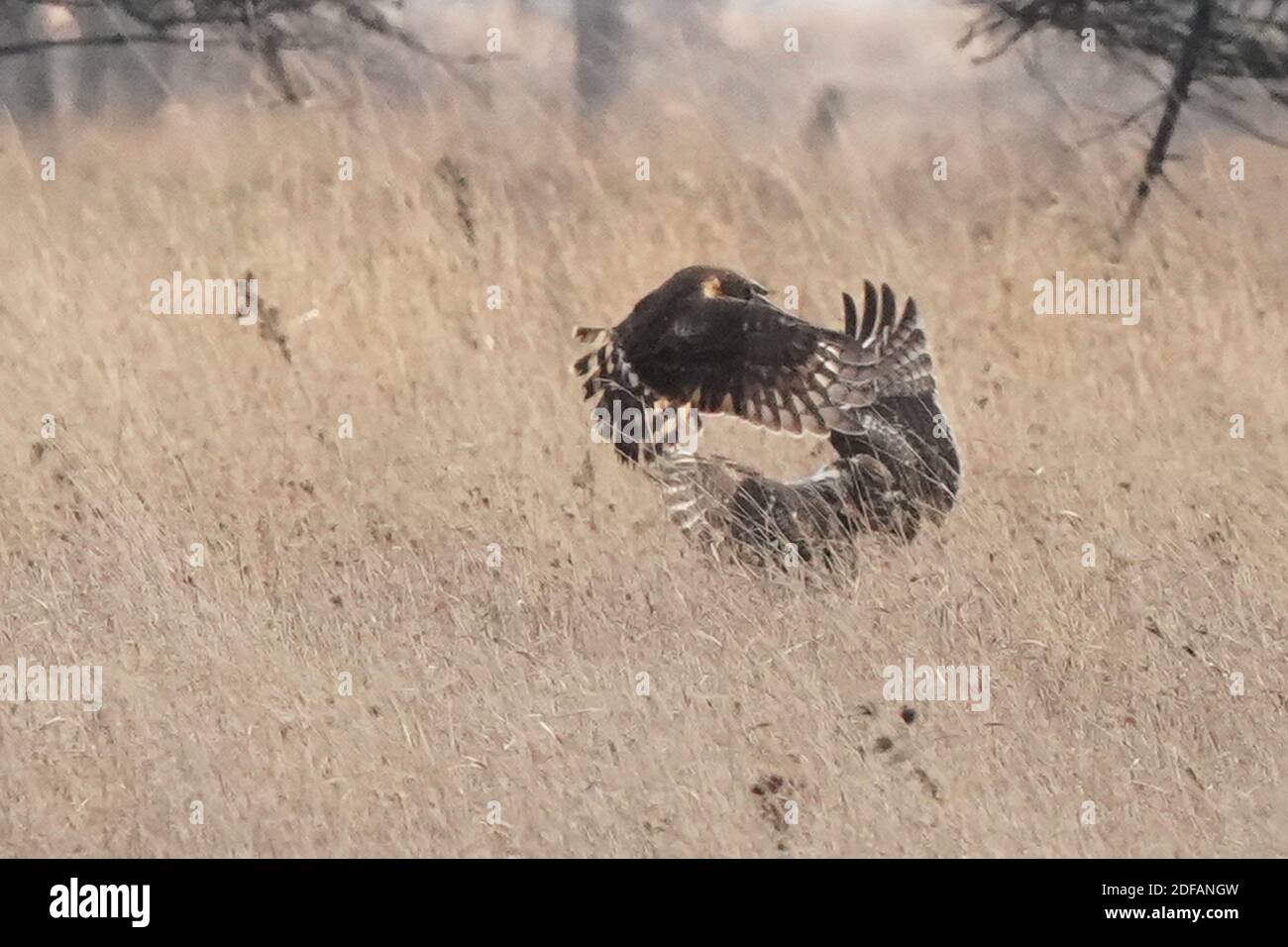 Harrier Hawk greift Red Tailed Hawk an Stockfoto